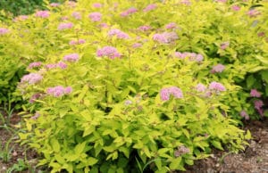 Spiraea japonica