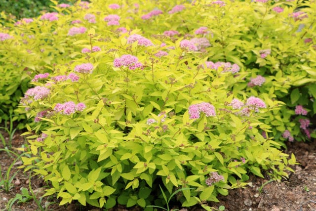 Bodendecker Spiraea Schneiden