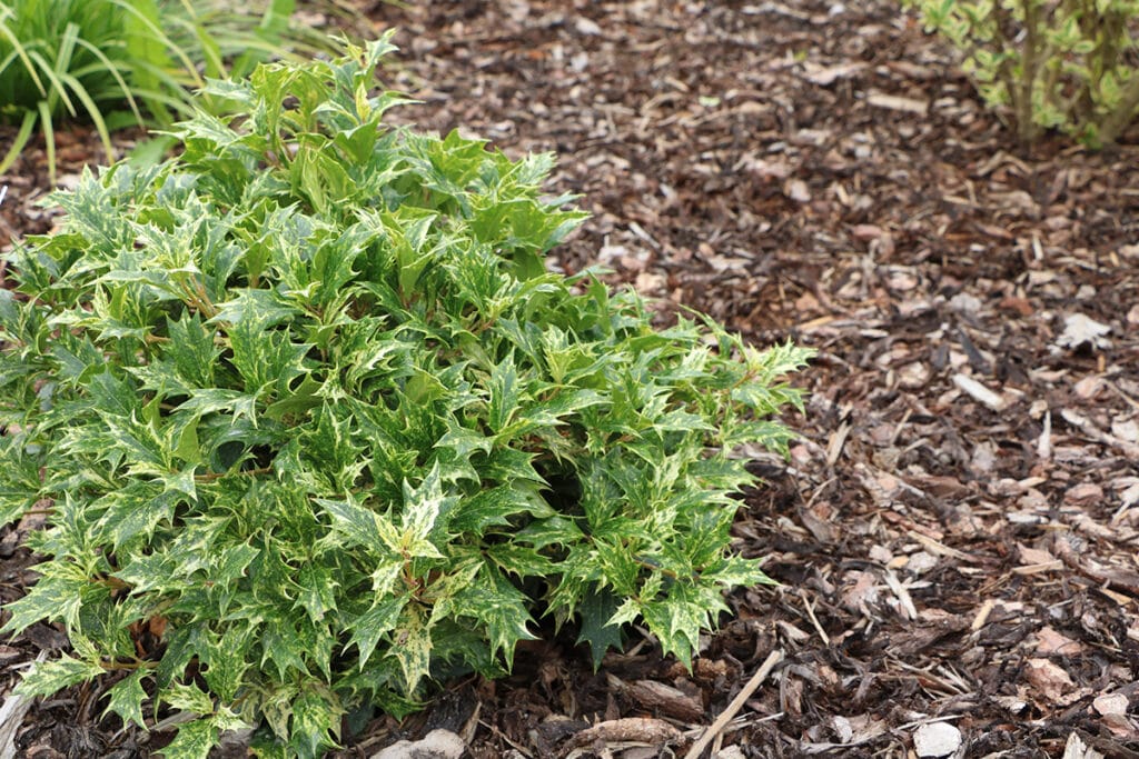 Stachelblättrige Duftblüte (Osmanthus heterophyllus), winterhart