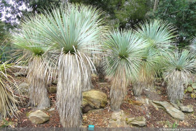 Yucca rostrata