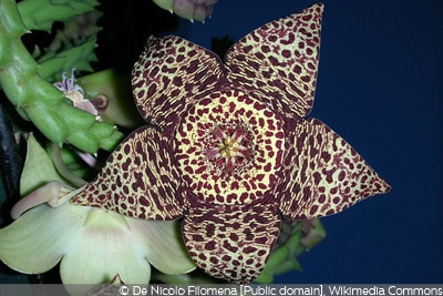 Orbea variegata