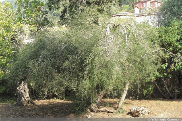 Australischer Teebaum