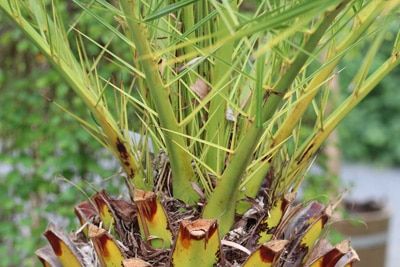 Phoenix canariensis