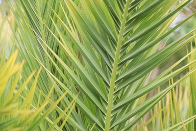 Phoenix canariensis