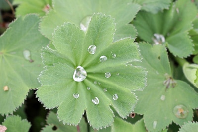 Alchemilla