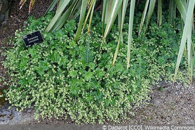 Alchemilla conjucta