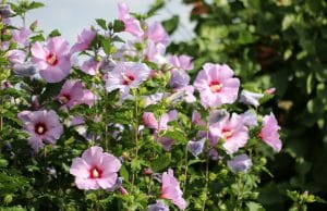 Hibiskus