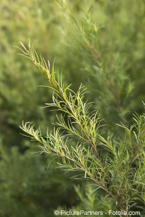 australischer teebaum Zweig