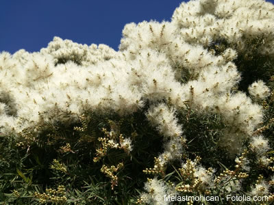 australischer teebaum australischer teebaum