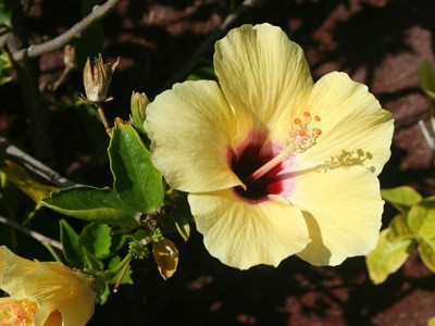 Hibiskus Hibiskus
