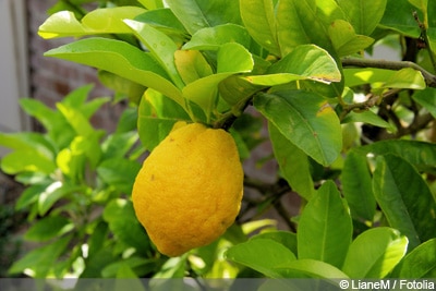 Zitronenbaum Citrus limon