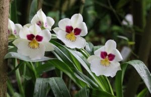 Orchidaceae Miltonia Orchidee