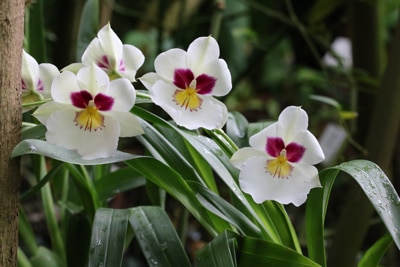 Orchidaceae Miltonia Orchidee