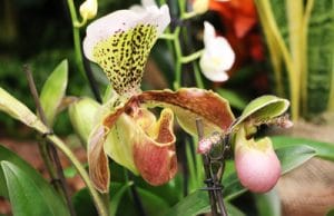 Orchidee Frauenschuh Cypripedium phragmipedium