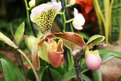 Orchidee Frauenschuh Cypripedium phragmipedium