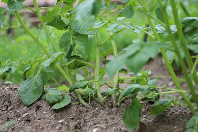 Kartoffelanbau, schlechter Nachbar Tomaten-Mischkultur