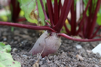 Rote Beete Tiefwurzler