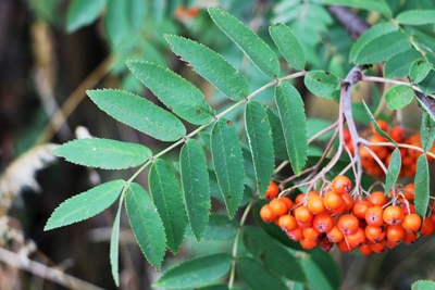 Eberesche Vogelbeere Sorbus aucuparia