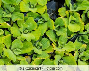 Pistia stratiotes im Teich