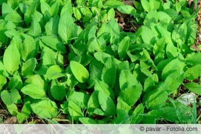 Borago officinalis