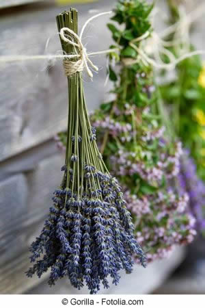 Lavendel getrocknet