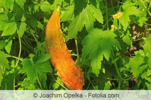 Momordica charantia Pflanze