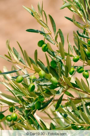 Olivenbaumzweige