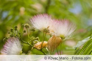 Blüten von Calliandra haematocephala