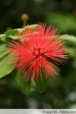 Calliandra grandiflora