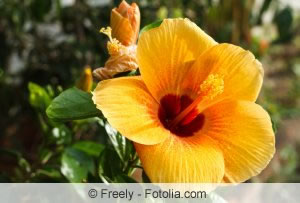 Hibiskus Hibiskus