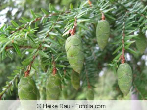 Zapfen der Hemlocktonna Zapfen der Hemlocktonna