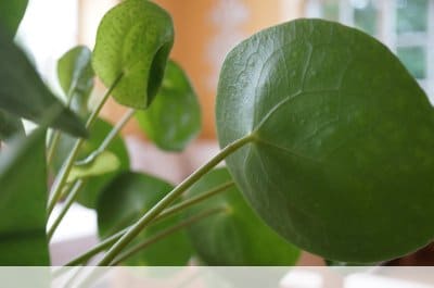 Pilea peperomioides