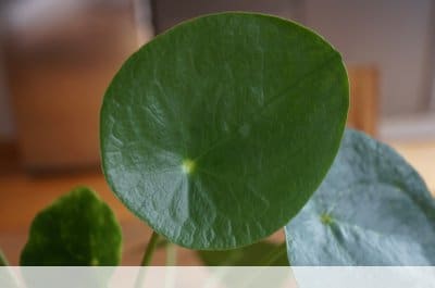 Pilea peperomioides