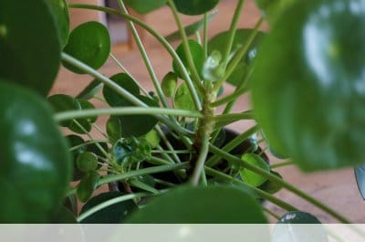 Pilea peperomioides