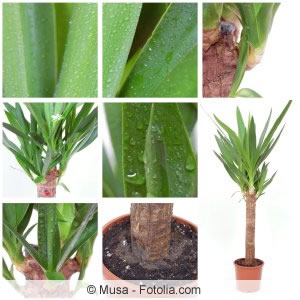 Yucca-Palme Collage