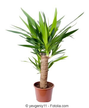 Yucca-Palme richtig kürzen - was darf man abschneiden? - Gartendialog.de Yucca-Palme richtig kürzen - was darf man abschneiden? - Gartendialog.de