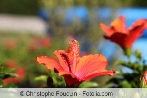 Hibiscus rosa-sinensis Blüten