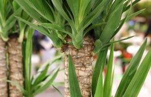 Yucca elephantipes