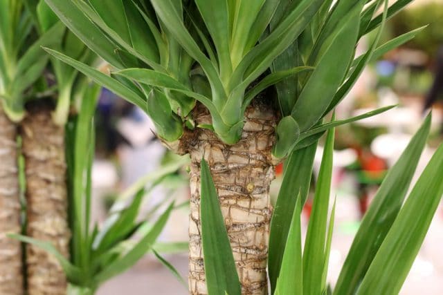 Yucca elephantipes