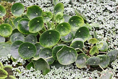 Pilea peperomioides