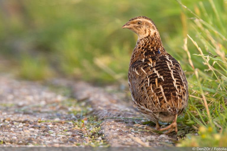 Wachteln halten Anleitung zur Wachtelhaltung im Garten