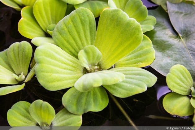 pflege gartendialog stratiotes muschelblume pistia