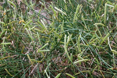 Cytisus scoparius