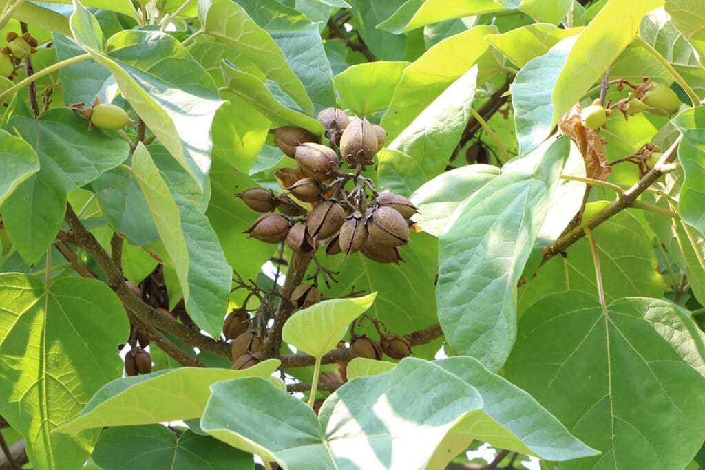 Blauglockenbaum, schnellwachsenden Bäume