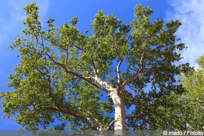 Schnellwachsende Baume Fur Den Garten Laubbaume Nadelbaume