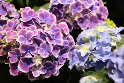 Hortensien Hydrangea