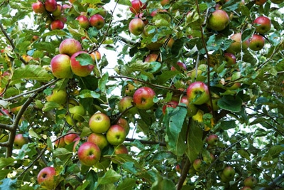 Apfel Malus Obstbäume