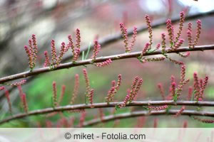 Sommertamariske