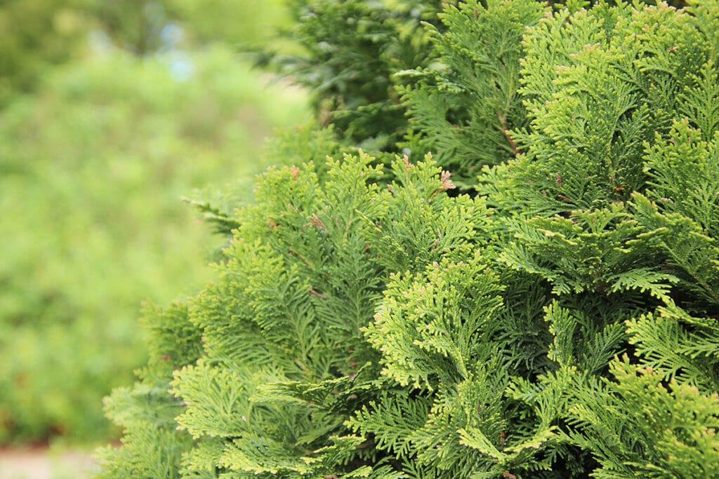 Lawsons Scheinzypresse (Chamaecyparis lawsoniana), schnellwachsende Bäume