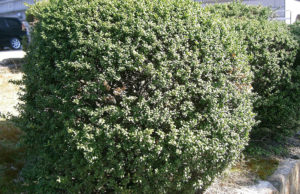 Ilex crenata